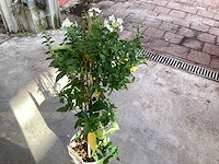 8 solanum blauw, 8 jasmijn wit