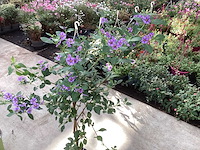 8 solanum blauw, 8 jasmijn wit - afbeelding 2 van  2
