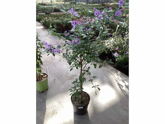 8 solanum blauw, 8 jasmijn wit - afbeelding 4 van  4