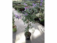 8 solanum blauw, 8 jasmijn wit - afbeelding 4 van  4
