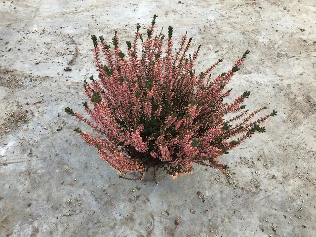 80 calluna - afbeelding 1 van  1