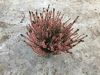 80 calluna