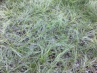80 festuca glauca