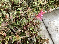 80 gaura