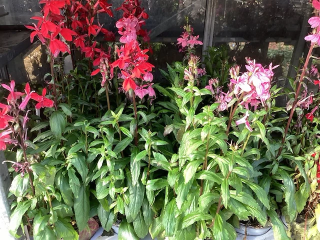 80 lobelia - afbeelding 1 van  1