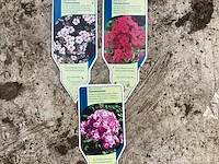 80 phlox mix