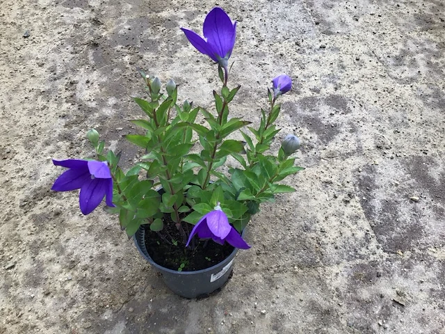 80 platycodon blauw - afbeelding 1 van  3