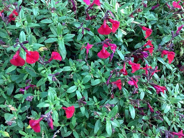 80 salvia rood - afbeelding 1 van  1
