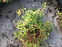 80 sedum mix - afbeelding 7 van  7