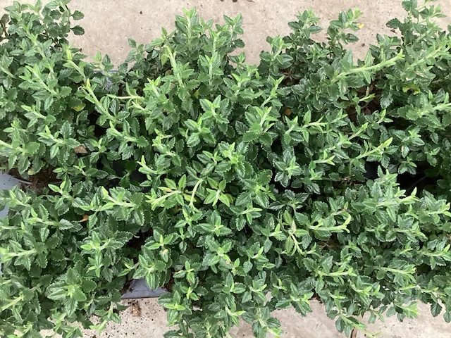 80 teucrium - afbeelding 1 van  1