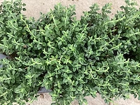 80 teucrium