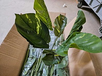 84x varia kunstplanten pothos en philo - afbeelding 1 van  6