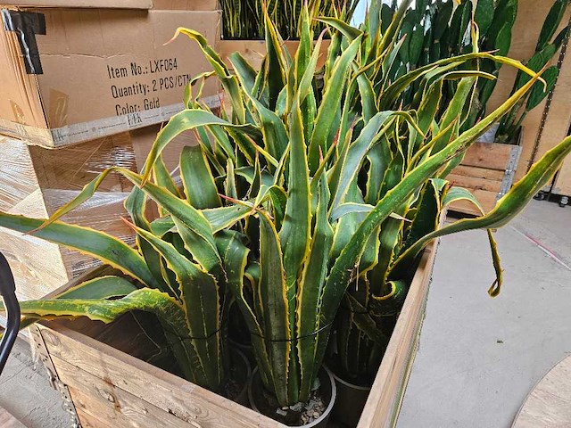 8x yucca kunstplant - afbeelding 1 van  7