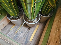 8x yucca kunstplant - afbeelding 2 van  7