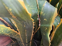8x yucca kunstplant - afbeelding 4 van  7