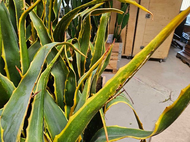 8x yucca kunstplant - afbeelding 5 van  7