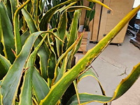 8x yucca kunstplant - afbeelding 5 van  7
