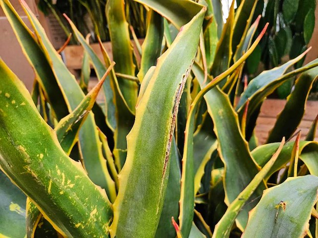 8x yucca kunstplant - afbeelding 6 van  7