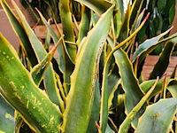 8x yucca kunstplant - afbeelding 6 van  7