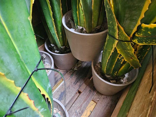 8x yucca kunstplant - afbeelding 7 van  7