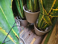 8x yucca kunstplant - afbeelding 7 van  7