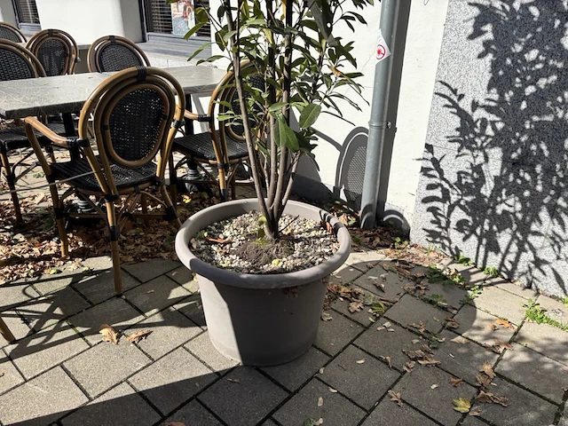 9 div plantenbakken incl planten - afbeelding 8 van  8