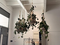 9 x hangdecoratie planten