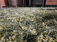 9m² greenwall - afbeelding 2 van  4