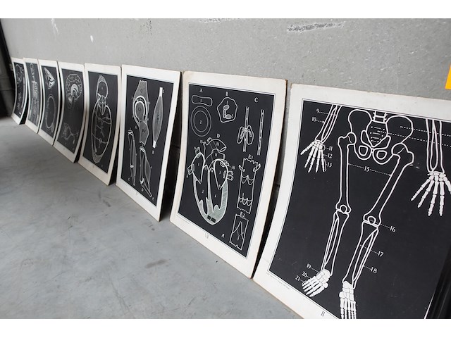9x vintage anatomische wandkaart - afbeelding 1 van  10
