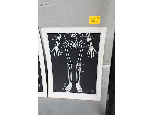9x vintage anatomische wandkaart - afbeelding 3 van  10
