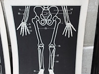 9x vintage anatomische wandkaart - afbeelding 3 van  10