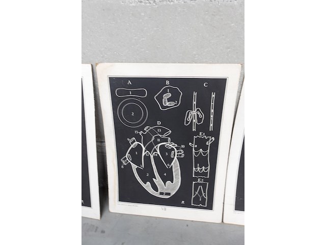 9x vintage anatomische wandkaart - afbeelding 4 van  10