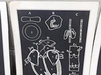 9x vintage anatomische wandkaart - afbeelding 4 van  10