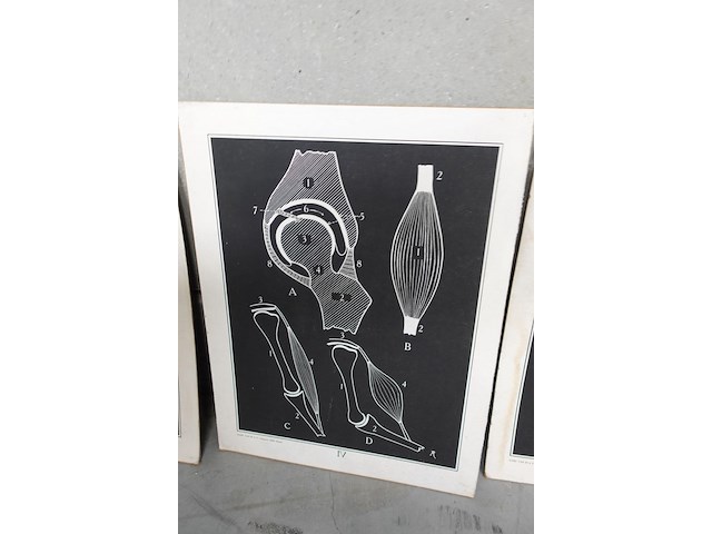 9x vintage anatomische wandkaart - afbeelding 5 van  10