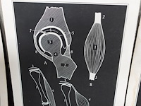 9x vintage anatomische wandkaart - afbeelding 5 van  10