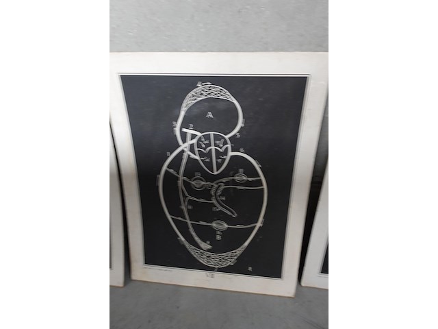 9x vintage anatomische wandkaart - afbeelding 6 van  10