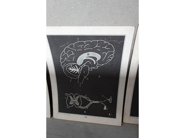 9x vintage anatomische wandkaart - afbeelding 7 van  10