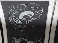 9x vintage anatomische wandkaart - afbeelding 7 van  10