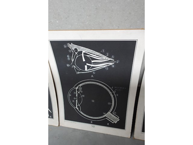 9x vintage anatomische wandkaart - afbeelding 8 van  10