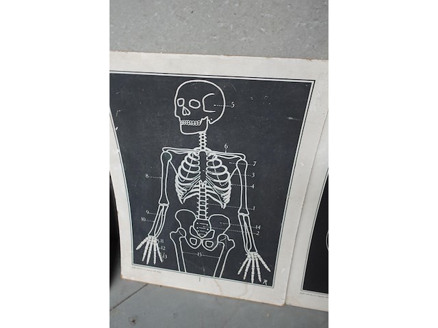 9x vintage anatomische wandkaart - afbeelding 9 van  10