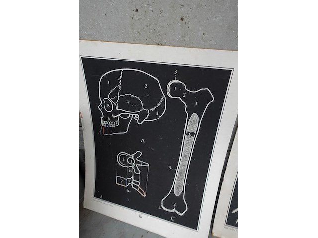 9x vintage anatomische wandkaart - afbeelding 10 van  10