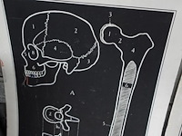 9x vintage anatomische wandkaart - afbeelding 10 van  10