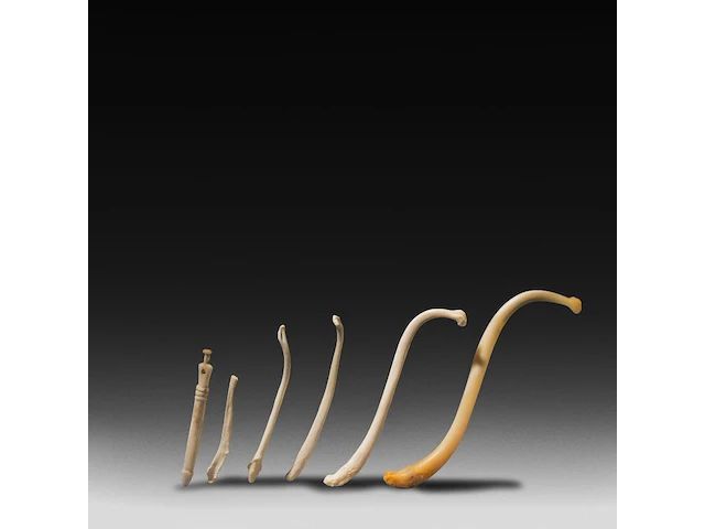 A collection of bacula of fox, badger, stone marten and raccoon, l 9 cm (tallest) - afbeelding 1 van  4