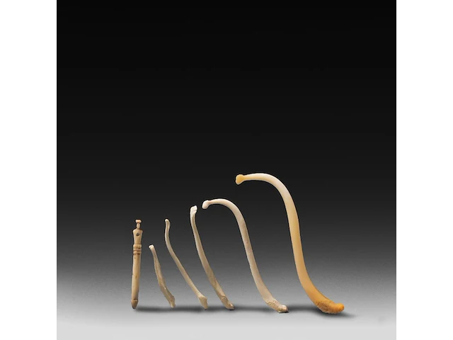 A collection of bacula of fox, badger, stone marten and raccoon, l 9 cm (tallest) - afbeelding 2 van  4