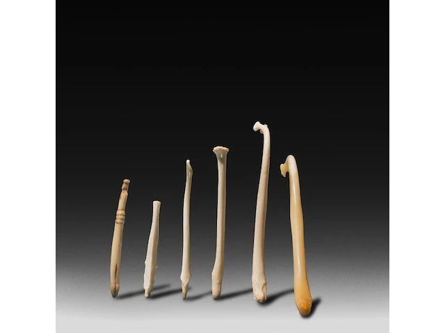 A collection of bacula of fox, badger, stone marten and raccoon, l 9 cm (tallest) - afbeelding 3 van  4
