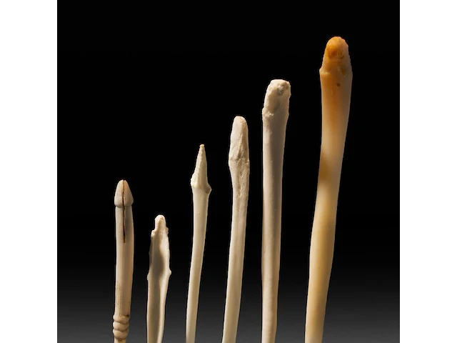A collection of bacula of fox, badger, stone marten and raccoon, l 9 cm (tallest) - afbeelding 4 van  4
