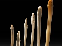 A collection of bacula of fox, badger, stone marten and raccoon, l 9 cm (tallest) - afbeelding 4 van  4