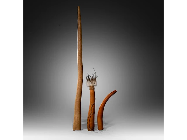 A collection of various penis sheaths, indonesia, and a papuan apron, l 72 cm (the largest sheath) - afbeelding 7 van  7