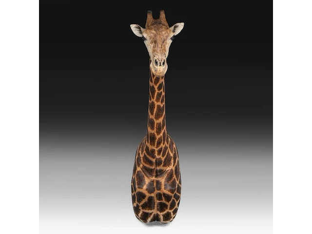 A fine giraffe (giraffa camelopardalis) shoulder mount, taxidermy trophy, h 308 cm - w 60 cm - d 190 cm - total weight 71kg - afbeelding 1 van  7