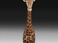 A fine giraffe (giraffa camelopardalis) shoulder mount, taxidermy trophy, h 308 cm - w 60 cm - d 190 cm - total weight 71kg